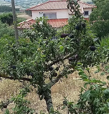 Neves Lourinha (Lisbon)